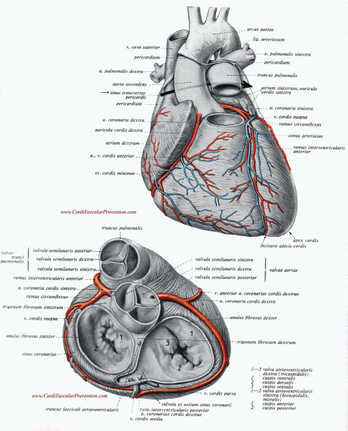Cuore Vasi arteriosi coronarici